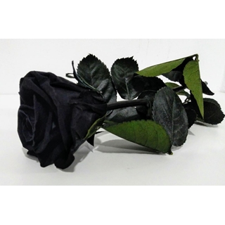 Rosa Eterna Negra (corta) - Imagen 2